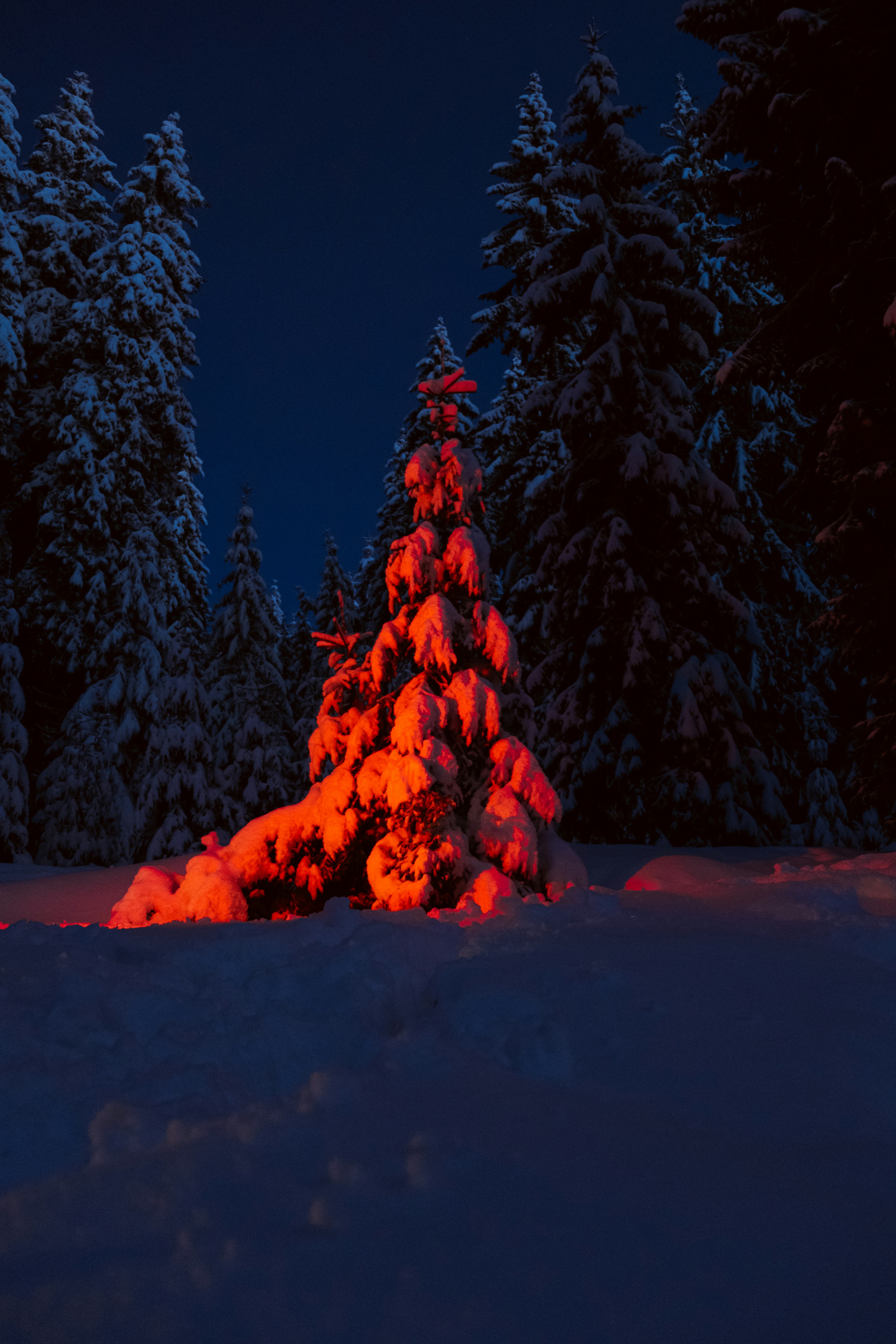 uma floresta coberta de neve à noite com luzes brilhantes