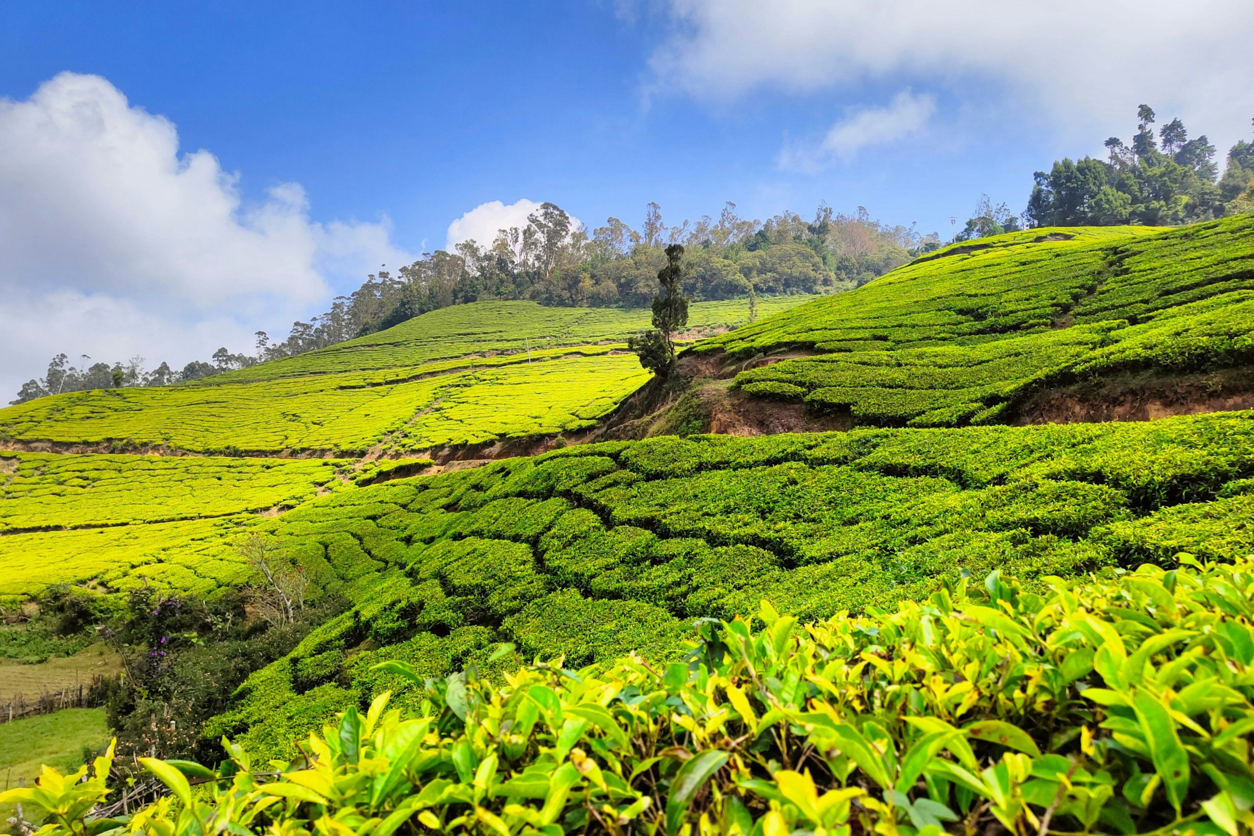 Munnar tea plantations with rolling hills