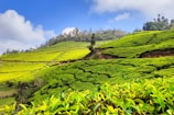 a man standing in the middle of a lush green field