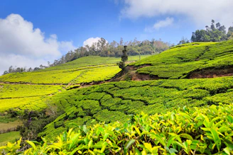 a man standing in the middle of a lush green field