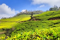 a man standing in the middle of a lush green field