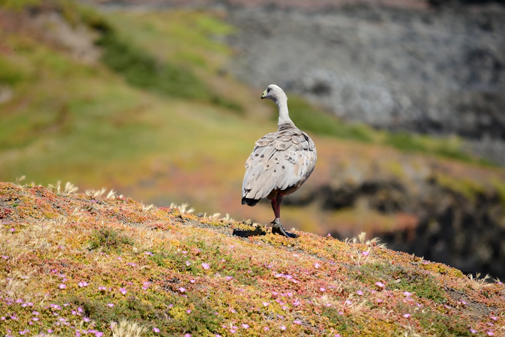 a bird is standing on a grassy hill