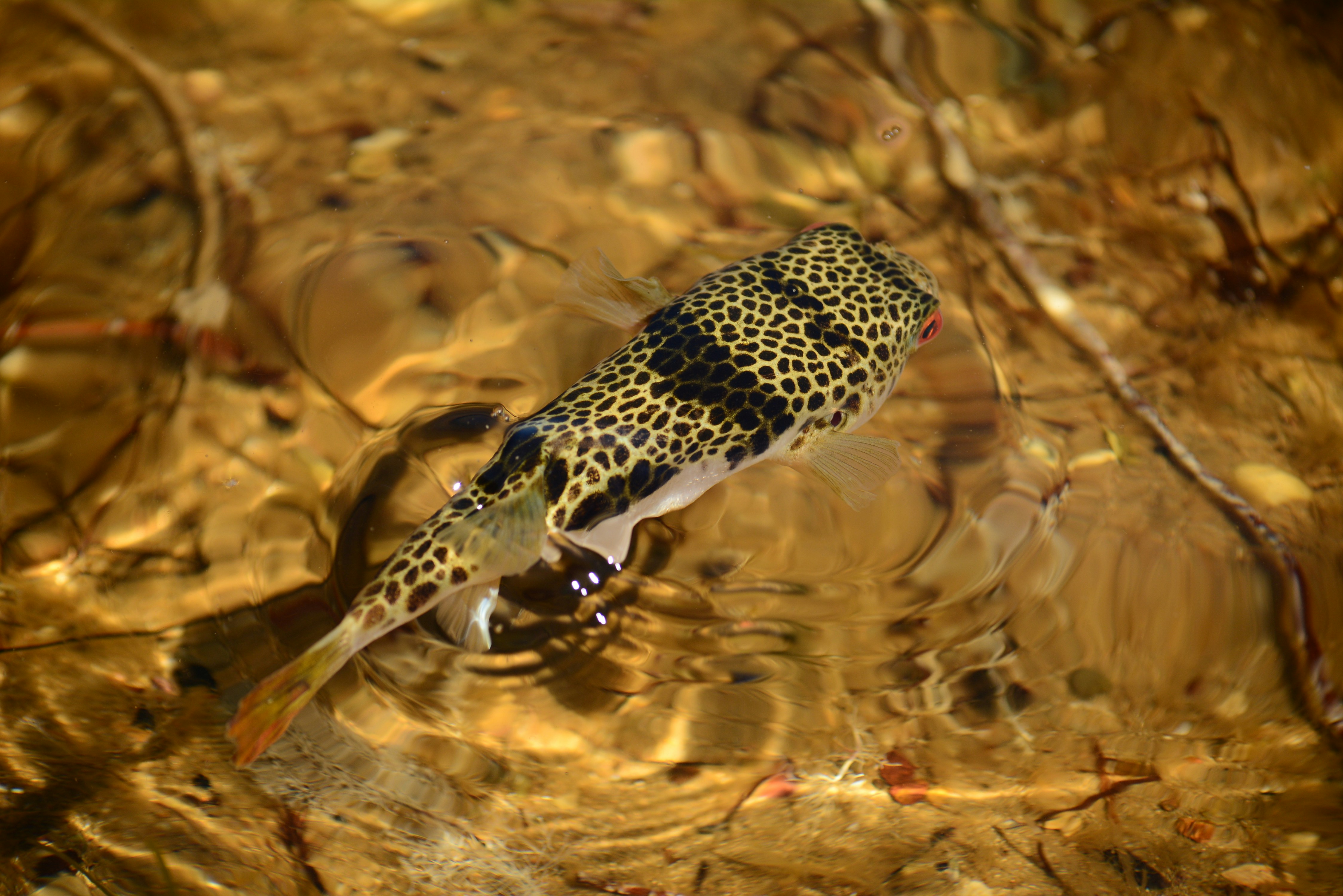 a fish floating on top of a body of water