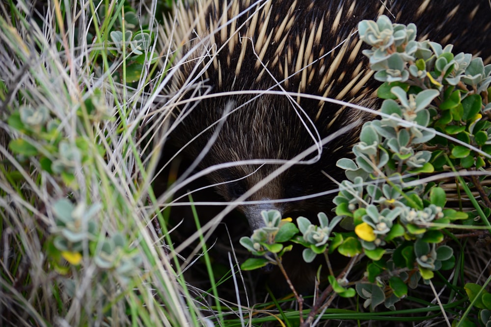 a close up of an animal in a field of grass