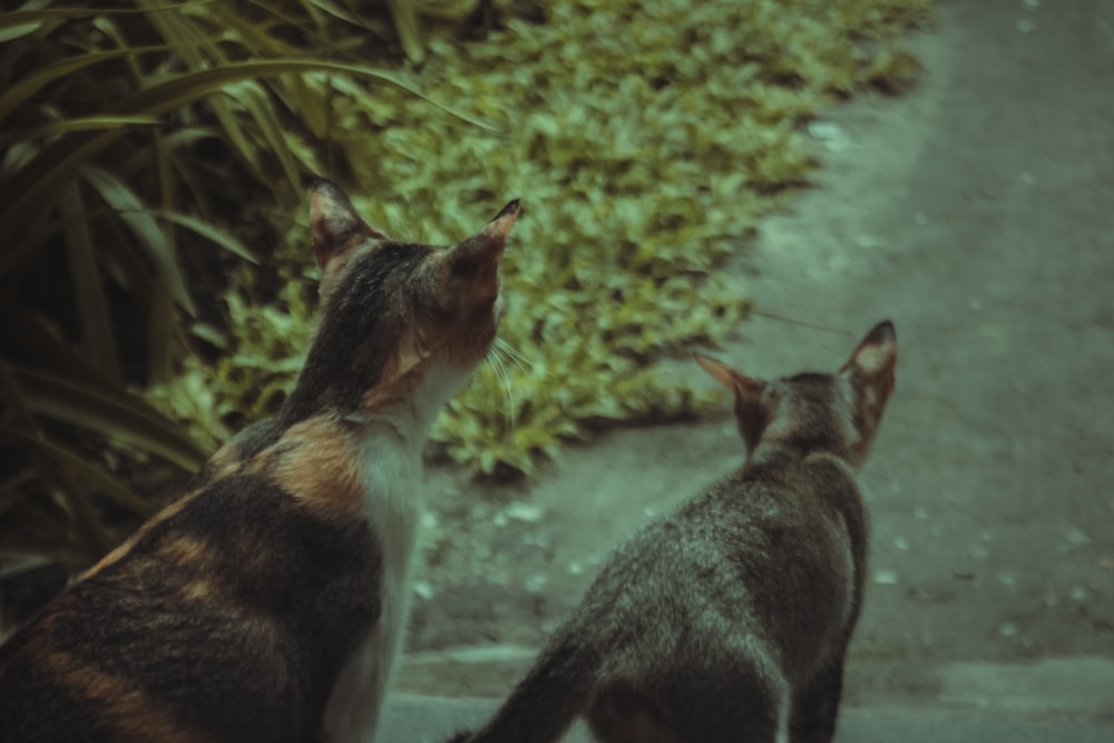 a couple of cats standing next to each other