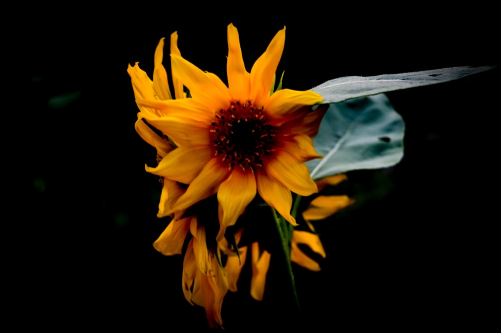eine gelbe Blume mit schwarzem Hintergrund