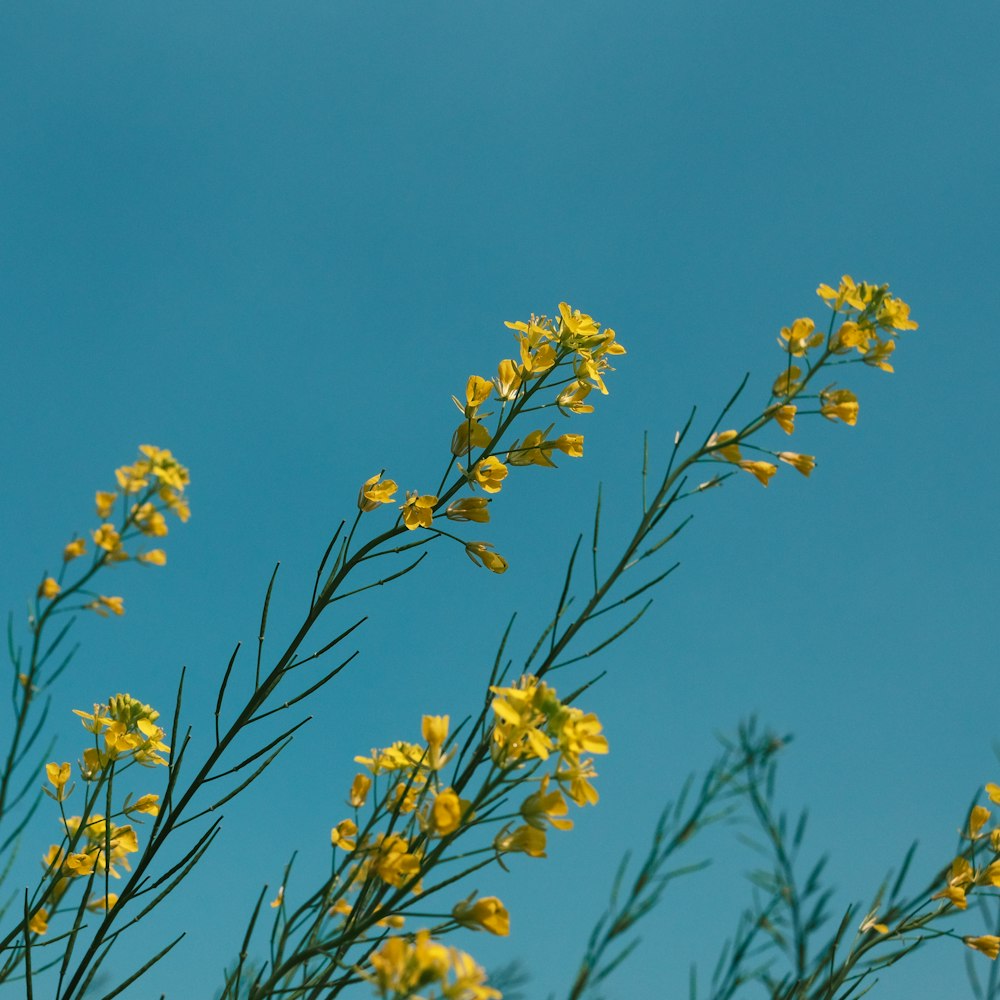 a branch with yellow flowers against a blue sky