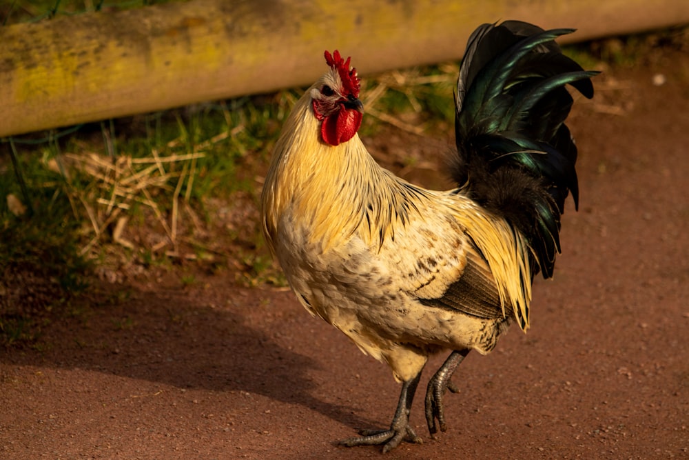 a close up of a rooster on a dirt road