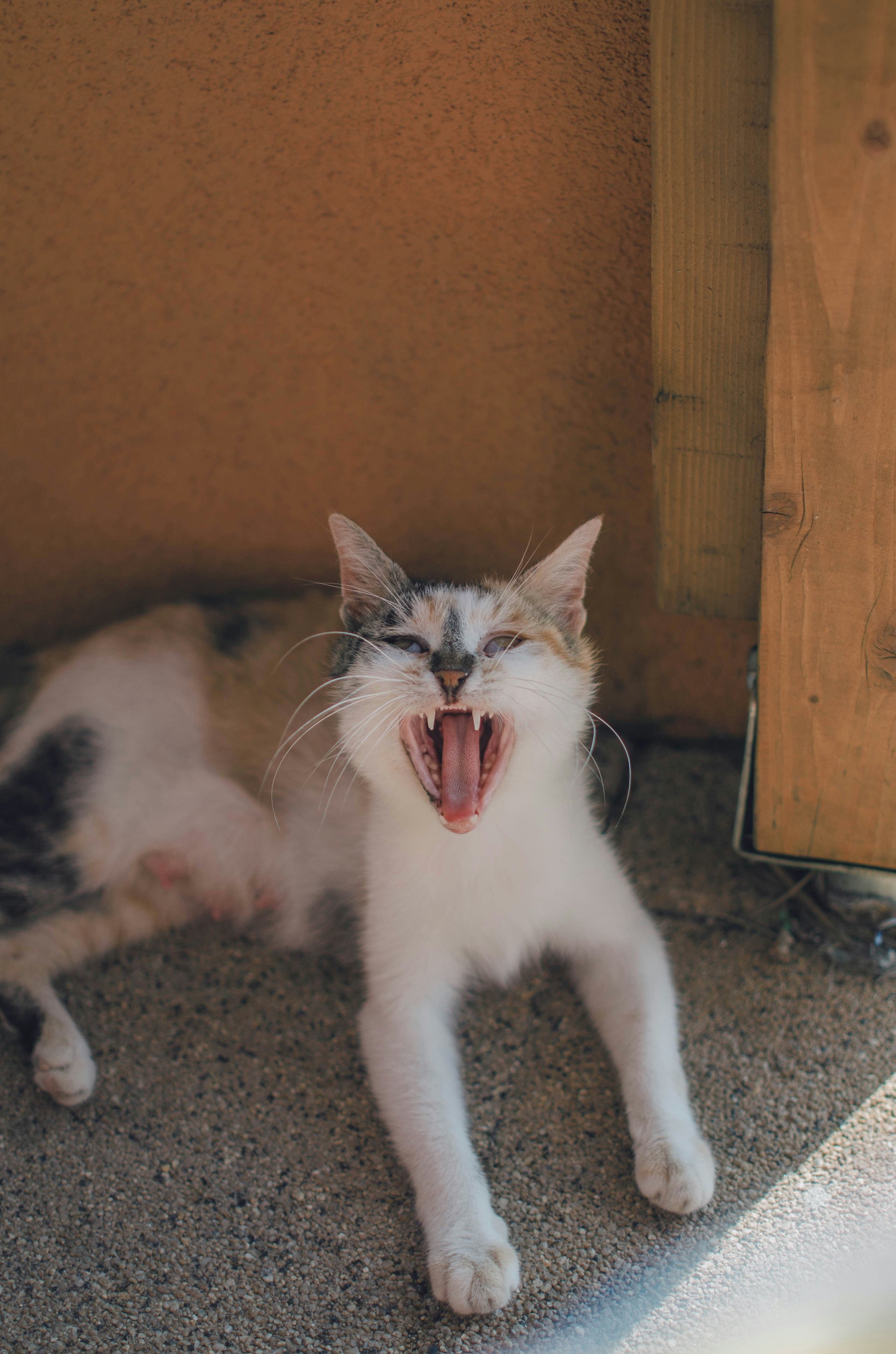 A cat yawns while laying on the floor photo – Free Cat Image on Unsplash