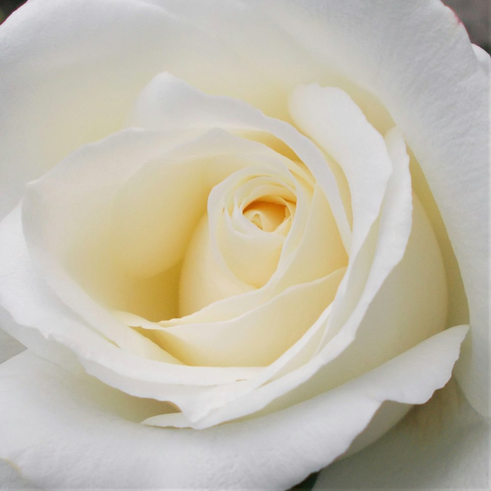 a close up of a white rose flower