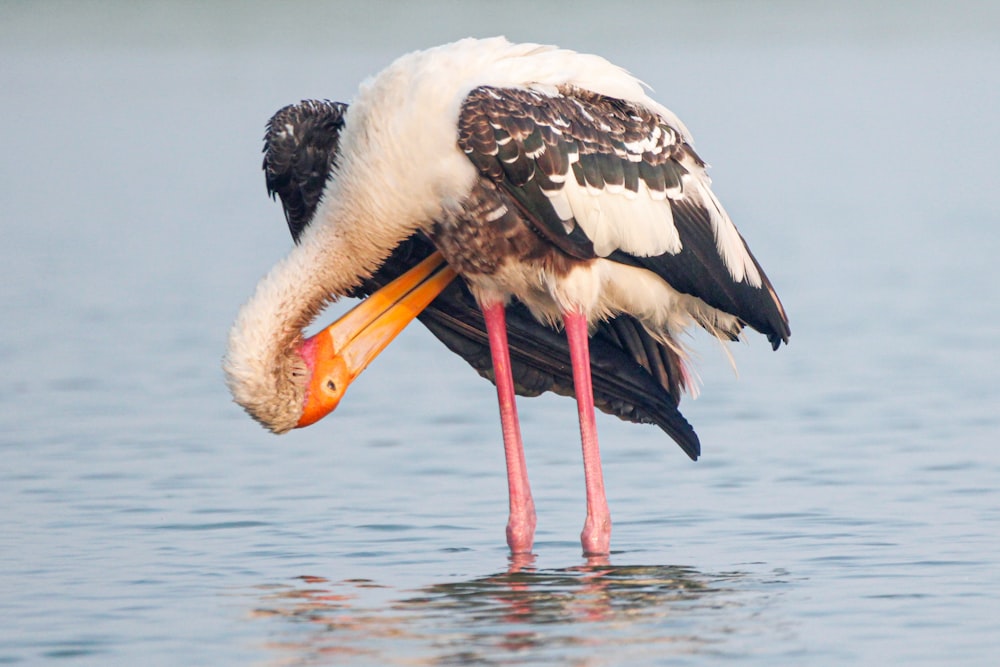 a large bird standing in the water with a fish in it's beak