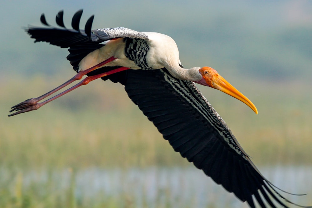 a large bird flying over a body of water