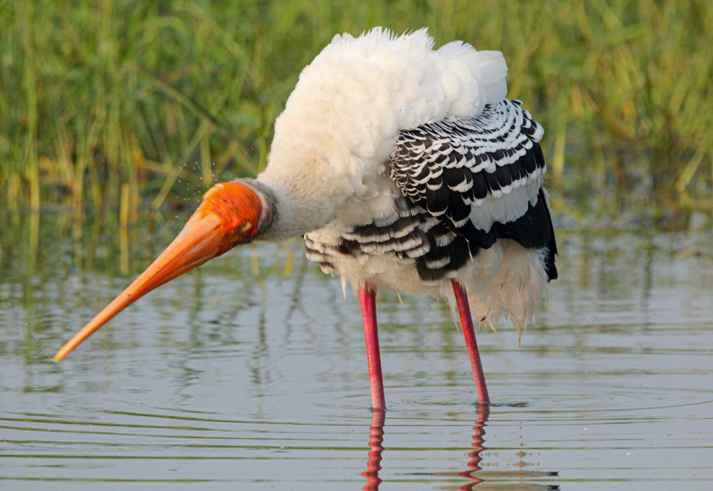 a bird with a long beak standing in the water