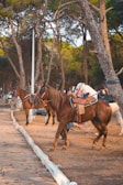 Several horses equipped with saddles are standing along a tree-lined path. The background features tall trees with green foliage, casting shadows over the area. The scene appears calm and serene, typical of a park or recreational area.