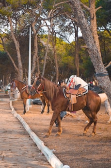 Several horses equipped with saddles are standing along a tree-lined path. The background features tall trees with green foliage, casting shadows over the area. The scene appears calm and serene, typical of a park or recreational area.