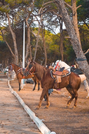 Several horses equipped with saddles are standing along a tree-lined path. The background features tall trees with green foliage, casting shadows over the area. The scene appears calm and serene, typical of a park or recreational area.