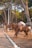 Several horses equipped with saddles are standing along a tree-lined path. The background features tall trees with green foliage, casting shadows over the area. The scene appears calm and serene, typical of a park or recreational area.