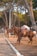 Several horses equipped with saddles are standing along a tree-lined path. The background features tall trees with green foliage, casting shadows over the area. The scene appears calm and serene, typical of a park or recreational area.