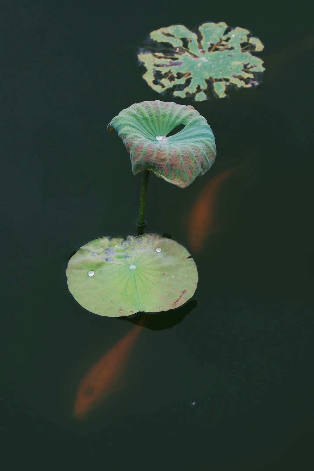 a lily pad floating on top of a body of water