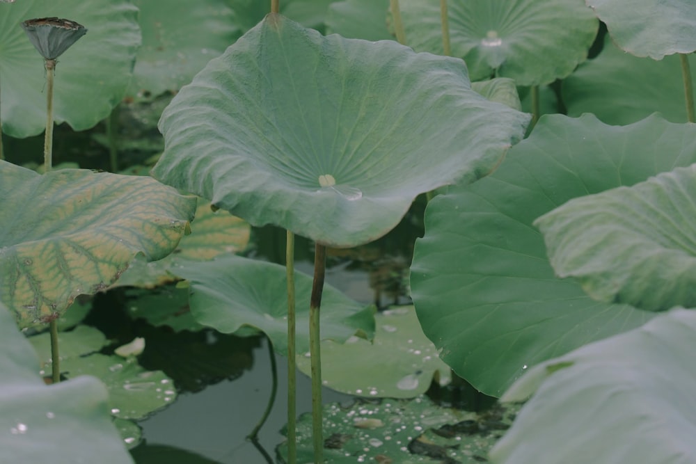 a pond filled with lots of green leaves