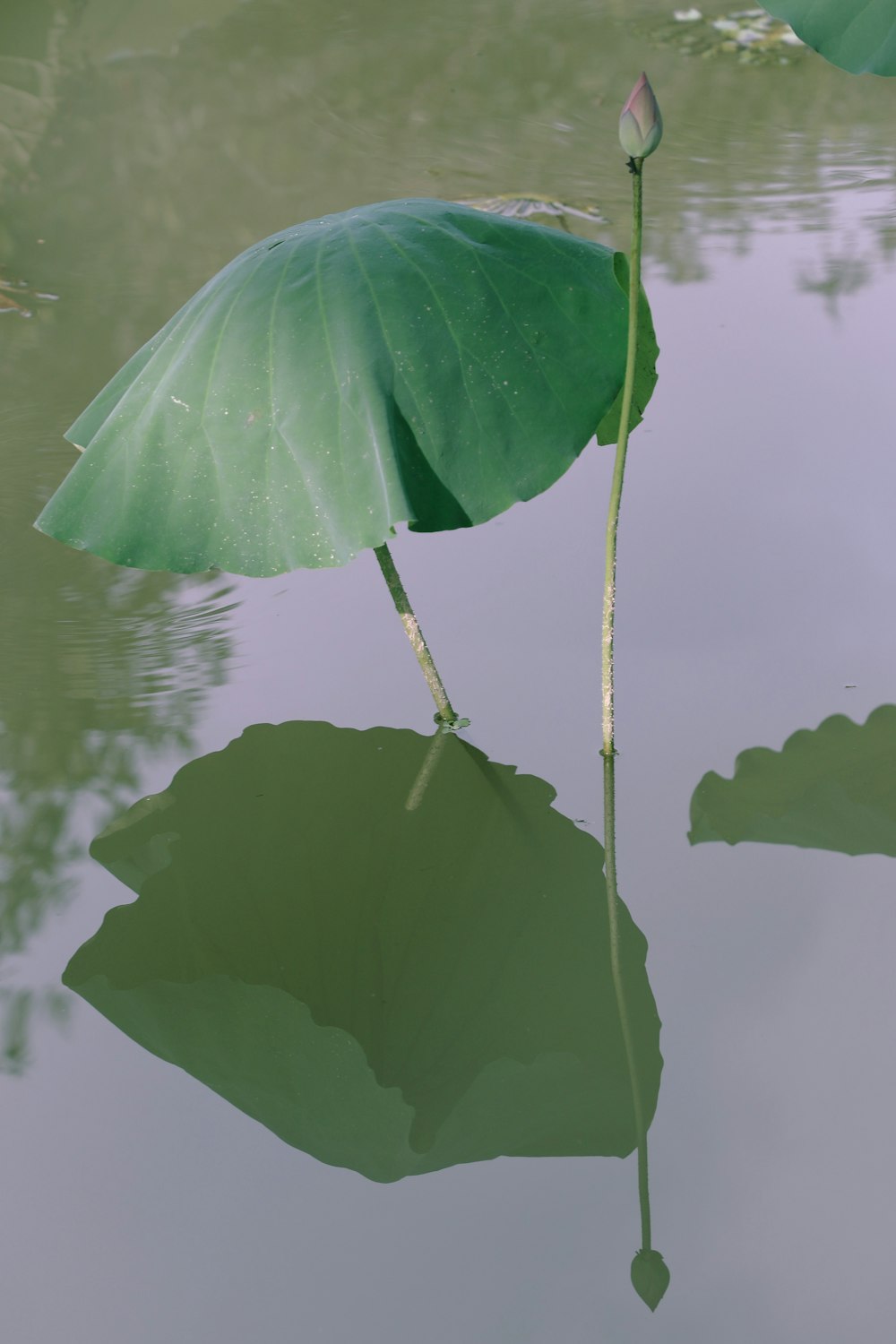 a large green leaf floating on top of a body of water