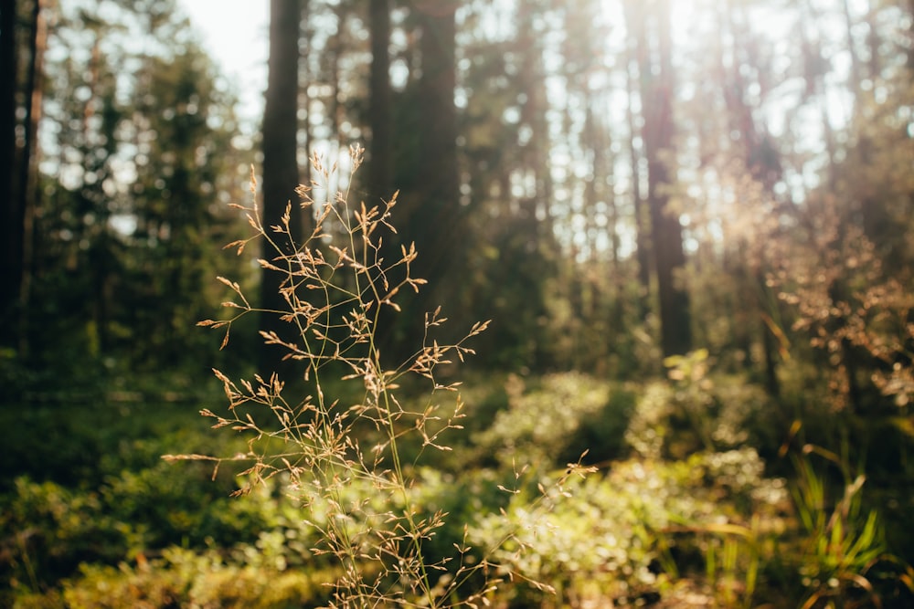 a plant in the middle of a forest