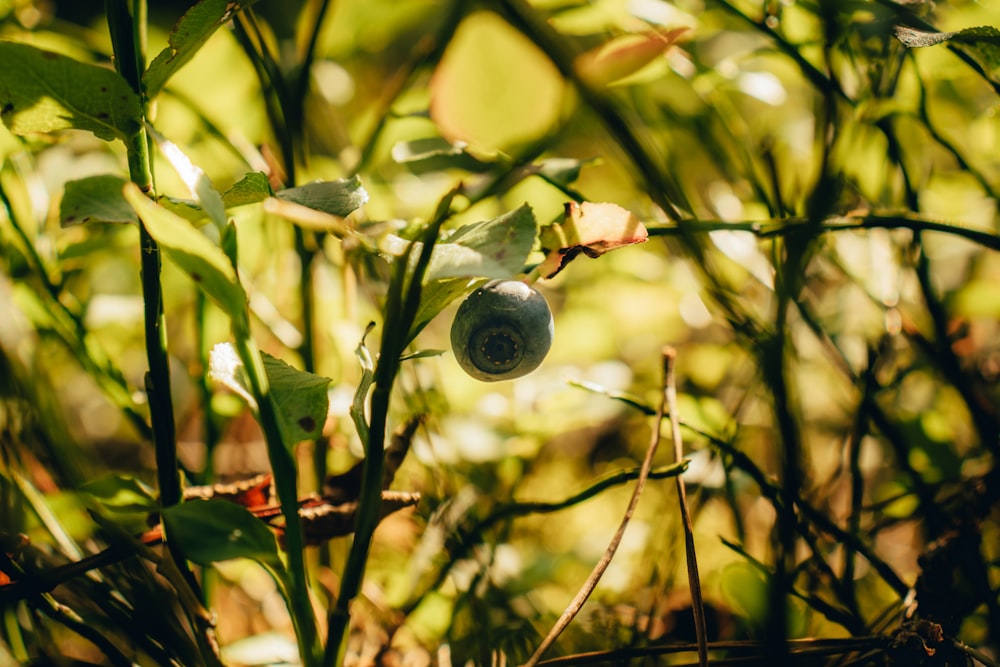 a close up of a green plant with leaves