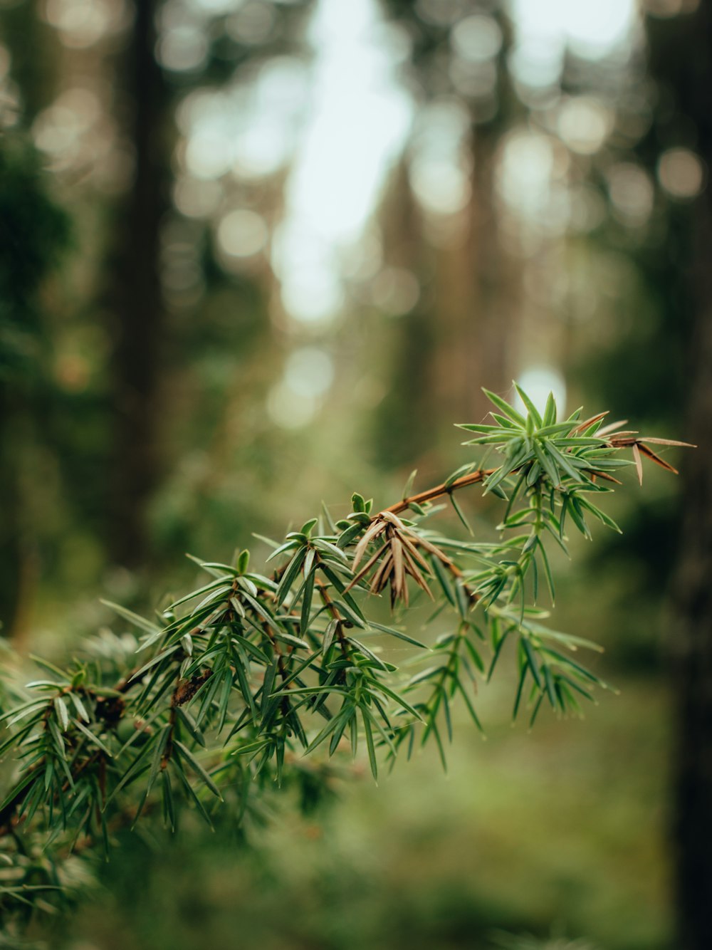 une branche de pin dans une forêt