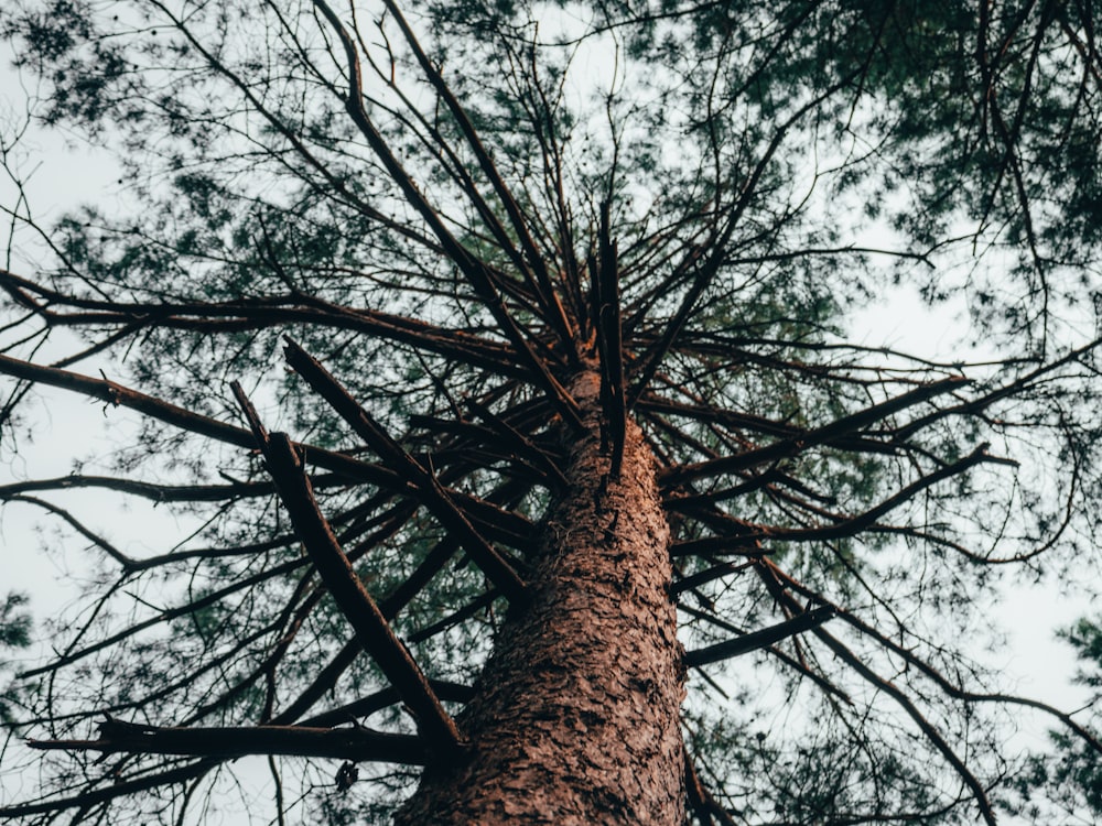 looking up at a tall tree in a forest