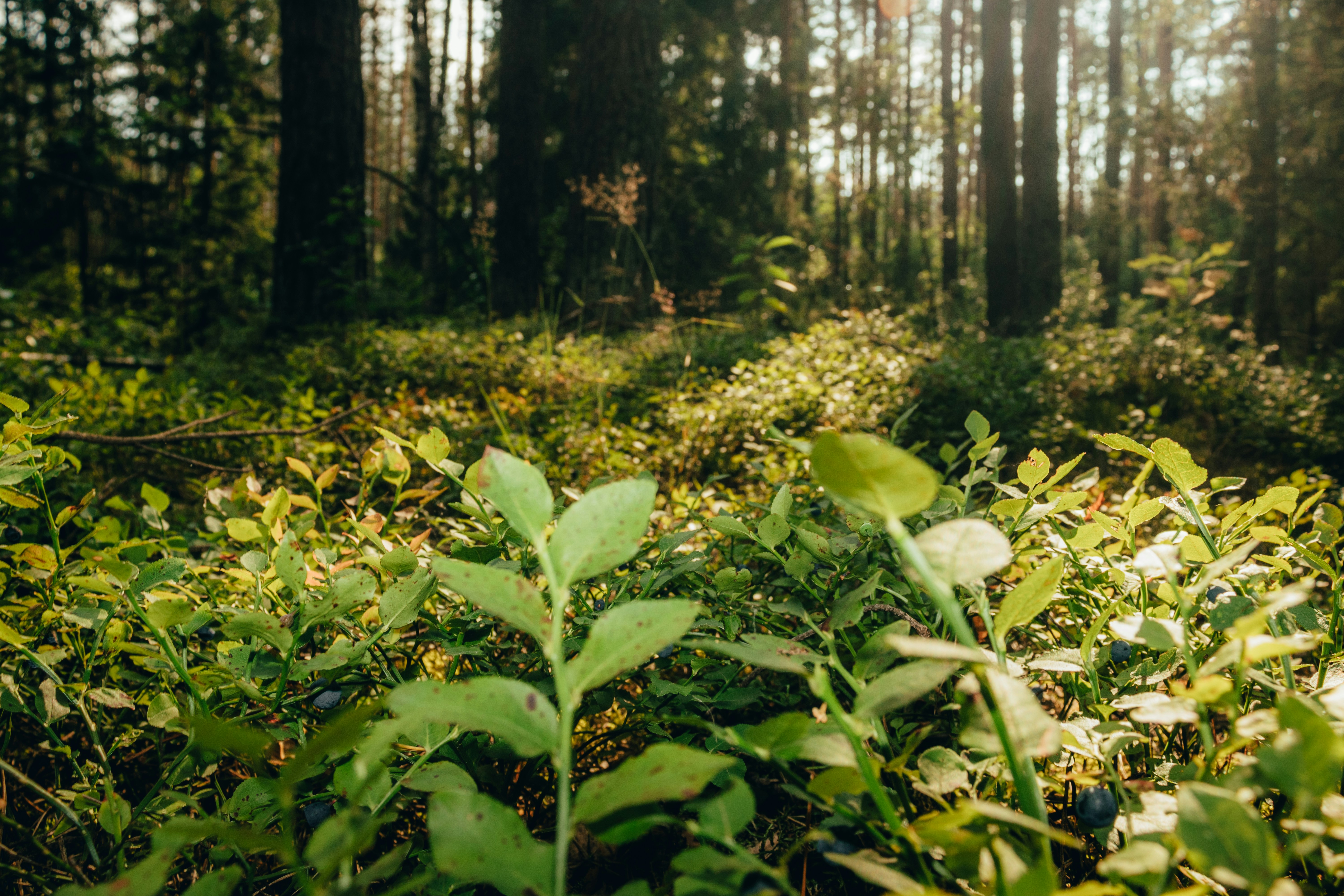 Blueberry plants landscape in a forest