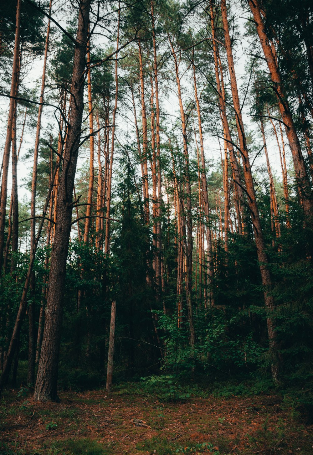 uma floresta cheia de muitas árvores altas