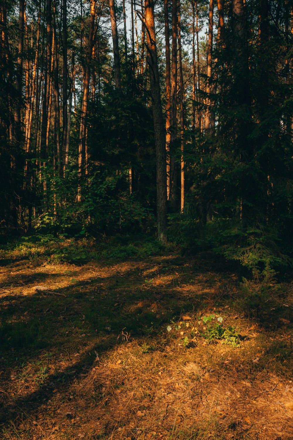 a bench sitting in the middle of a forest