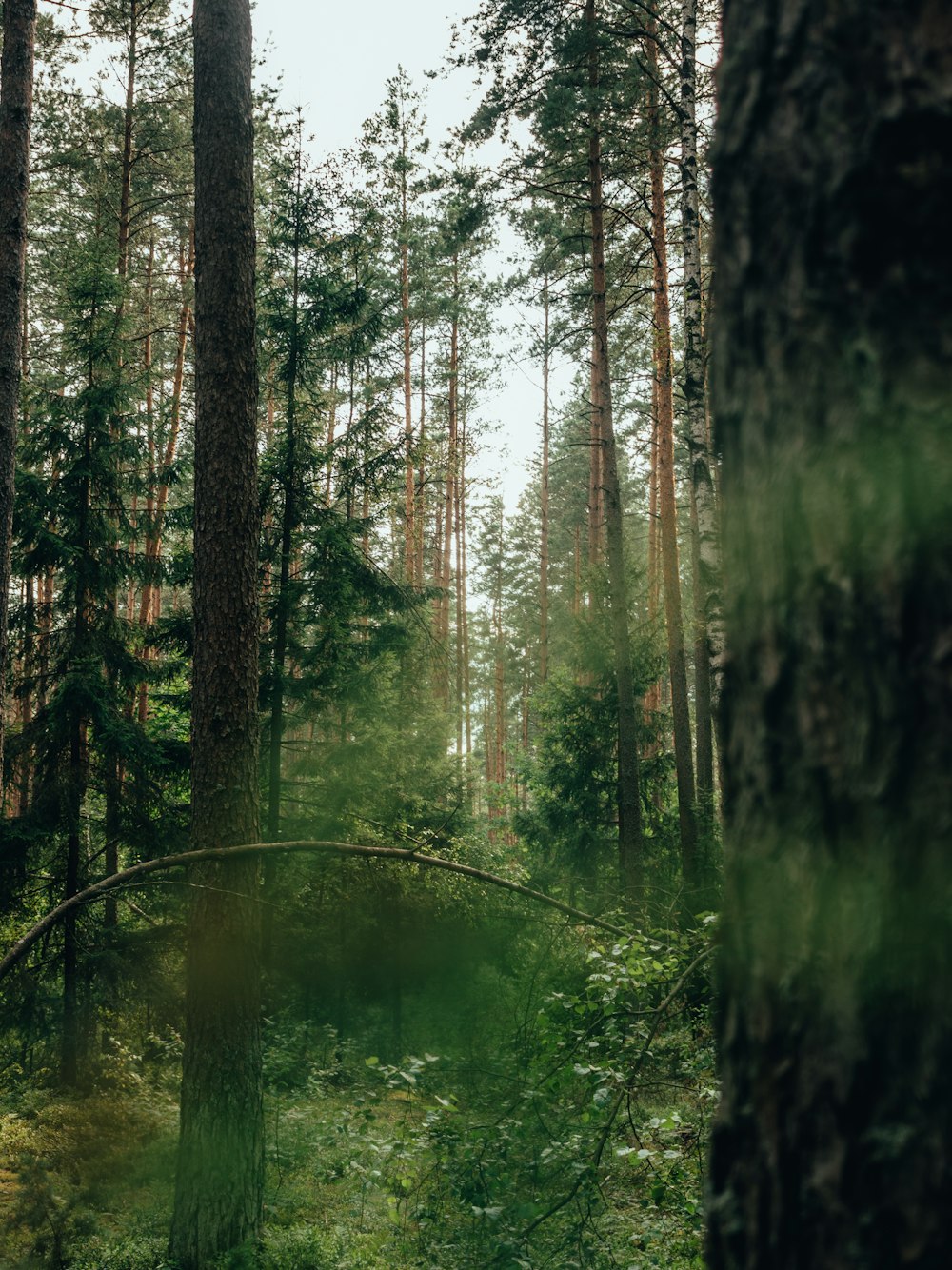 a bridge in the middle of a forest