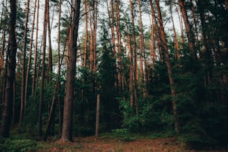 a forest filled with lots of tall trees