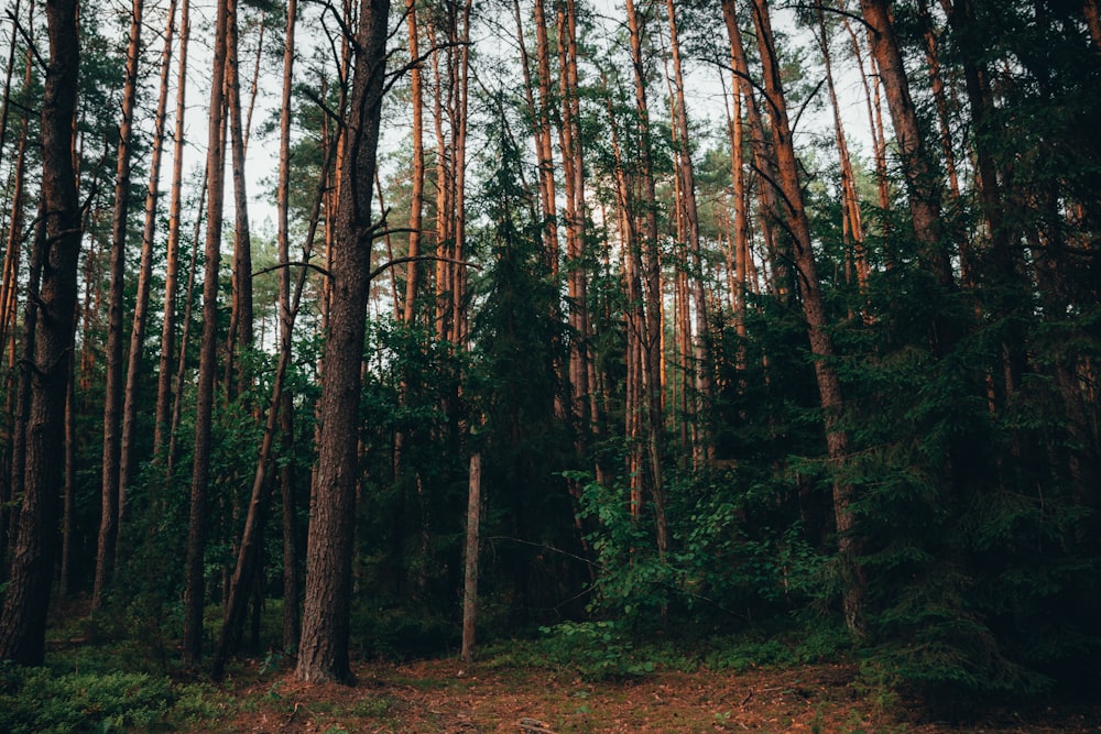 a forest filled with lots of tall trees