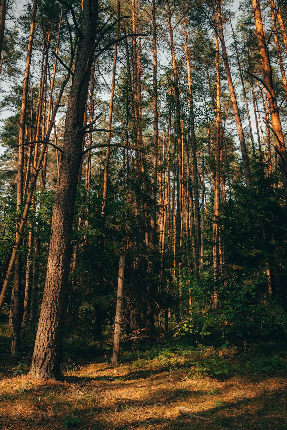 a forest filled with lots of tall trees