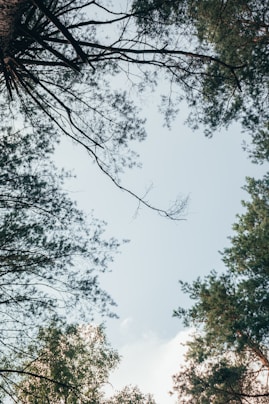 looking up at the tops of tall trees