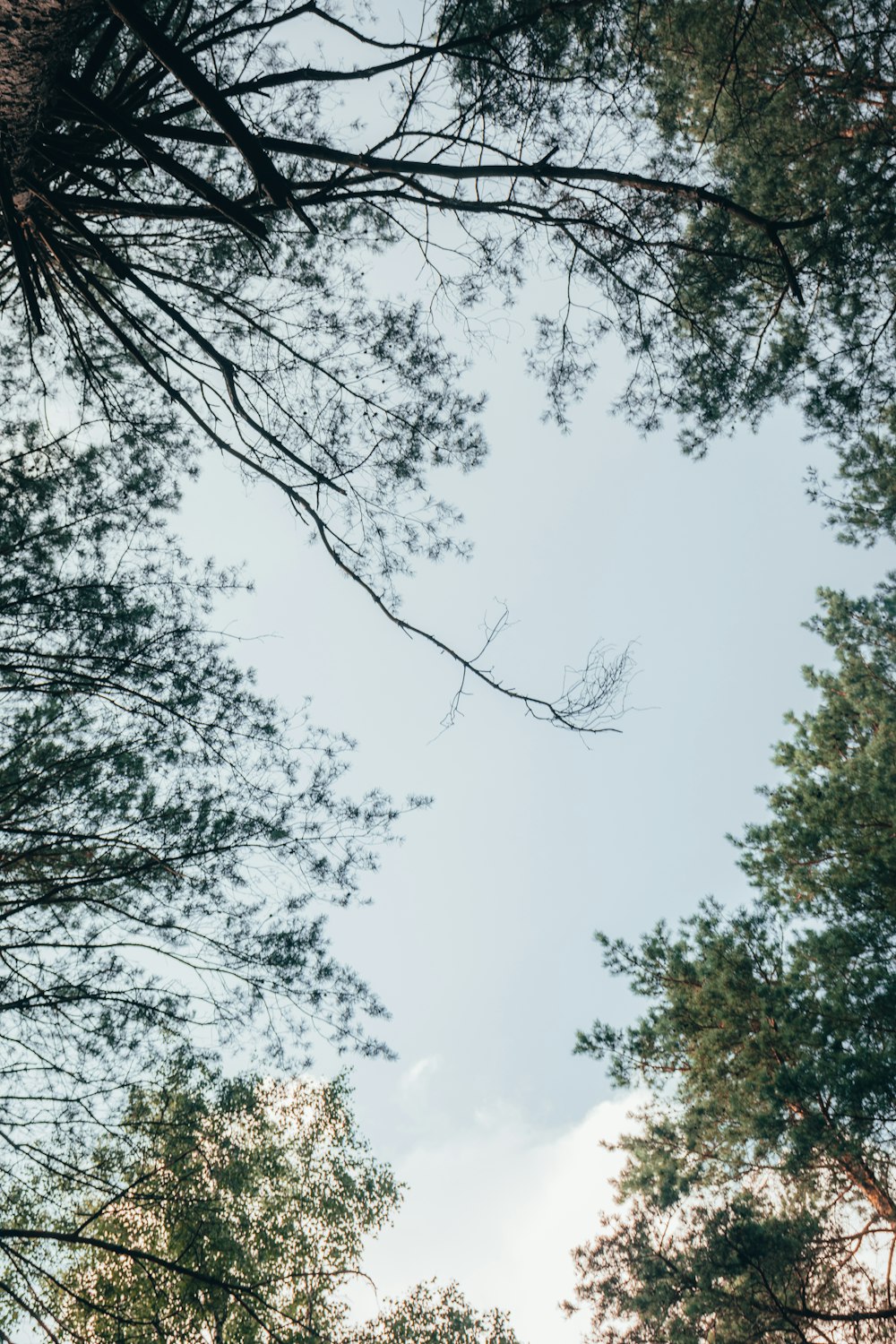 looking up at the tops of tall trees