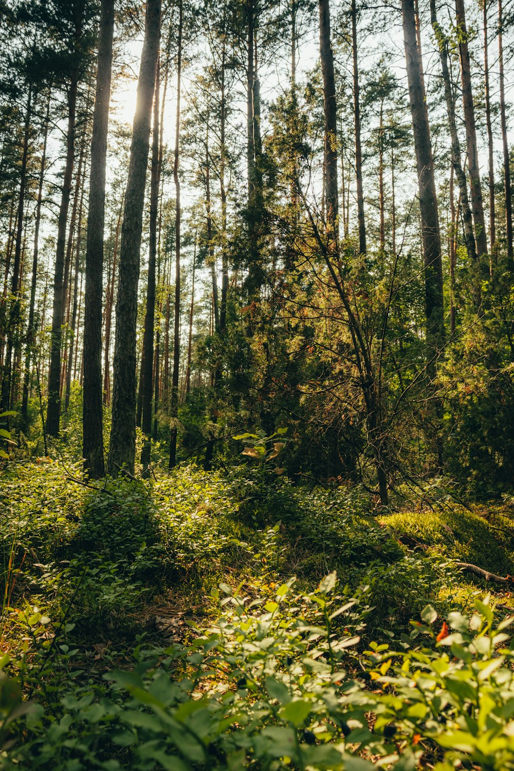 the sun shines through the trees in the forest