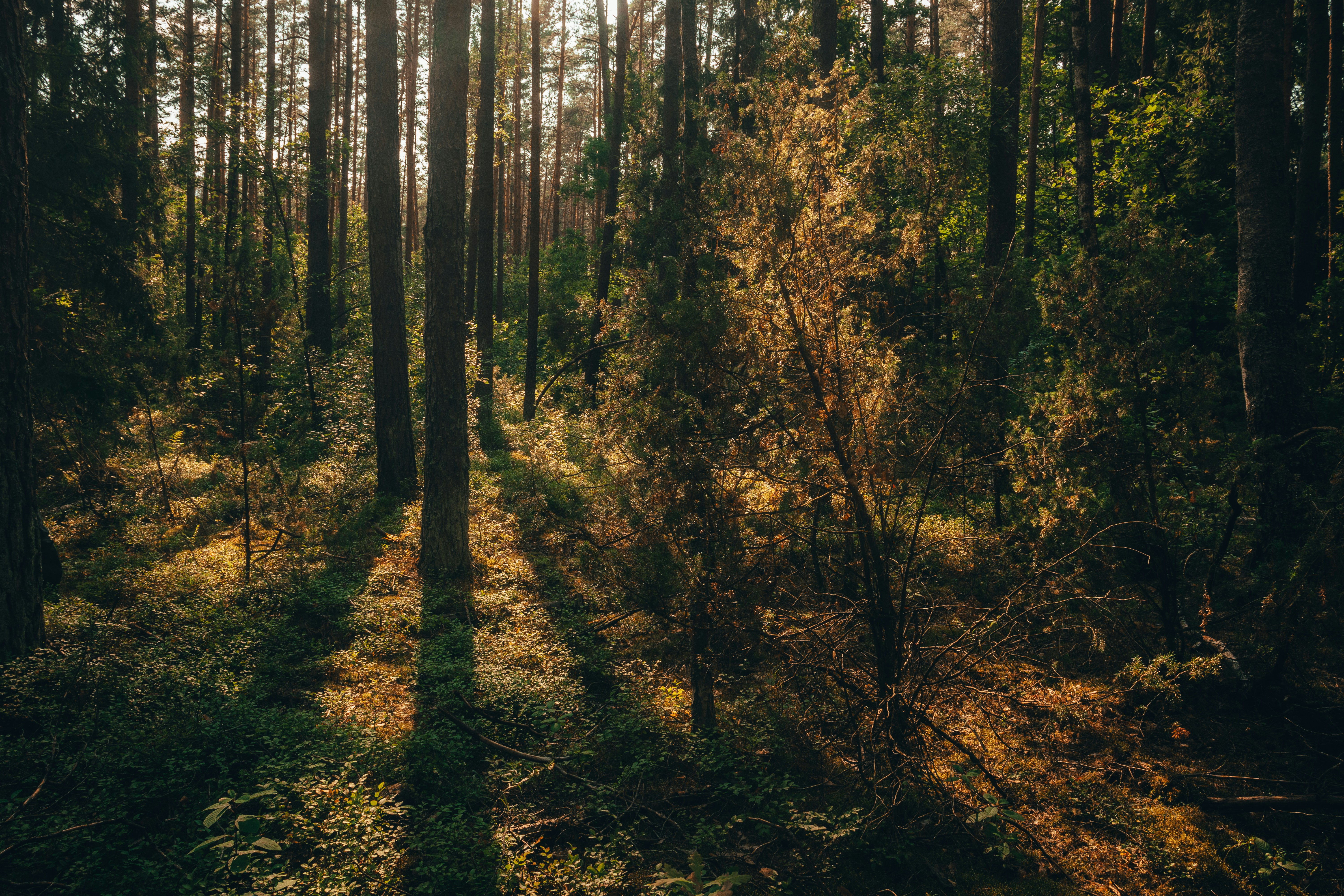 Photo by obscurespace