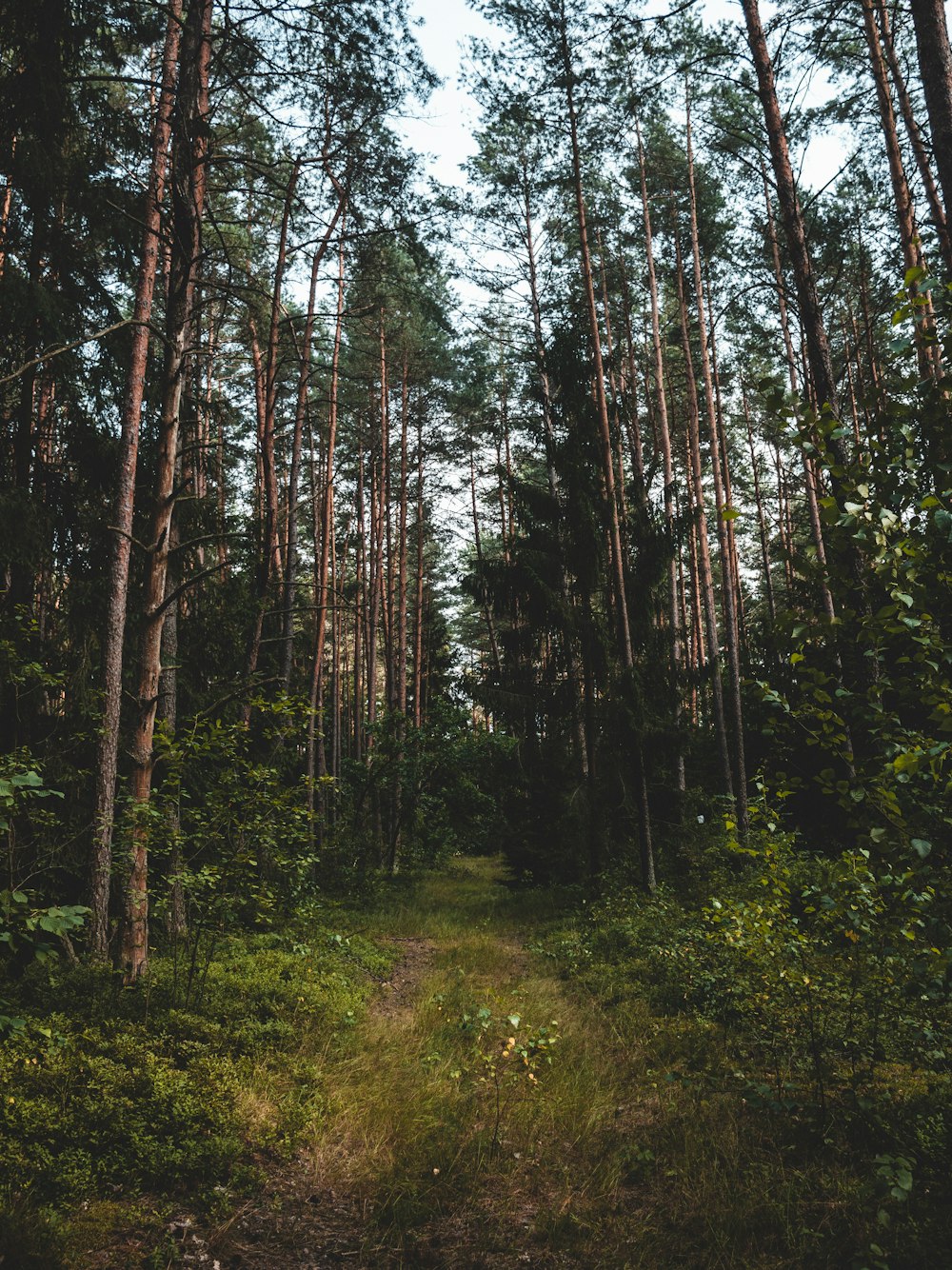 a path in the middle of a forest with lots of trees