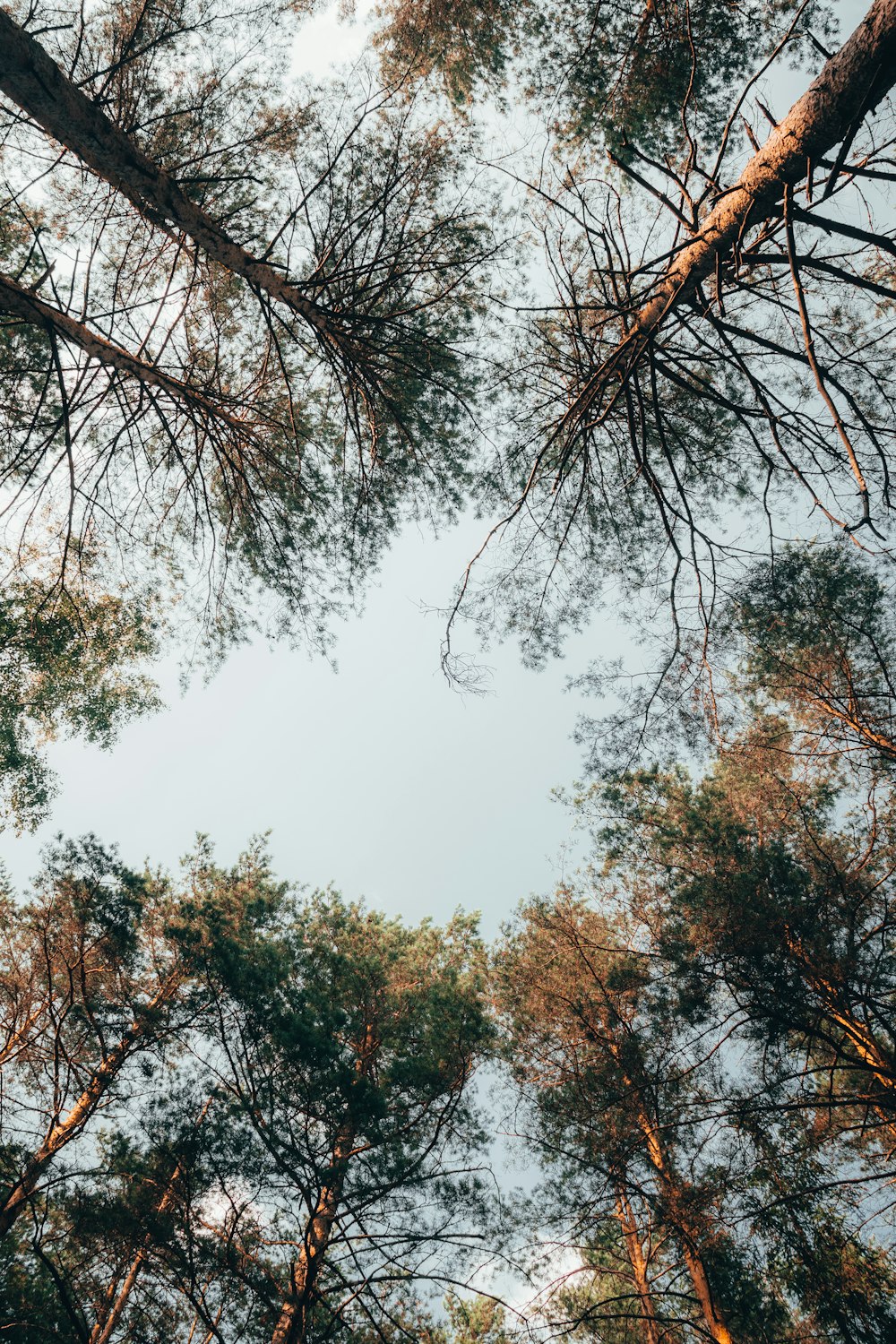 looking up at the tops of tall trees