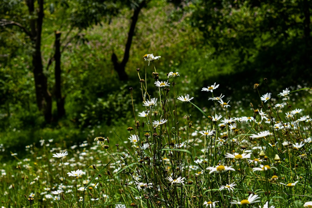 a field of wildflowers with trees in the background