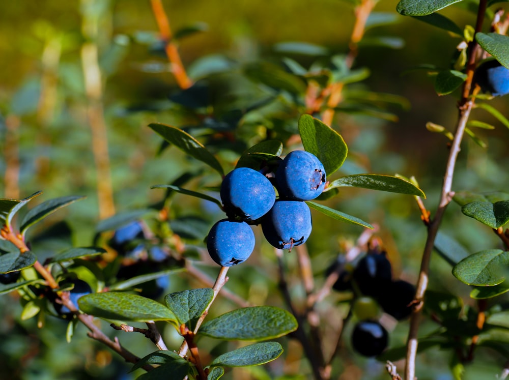 a bush with blue berries growing on it