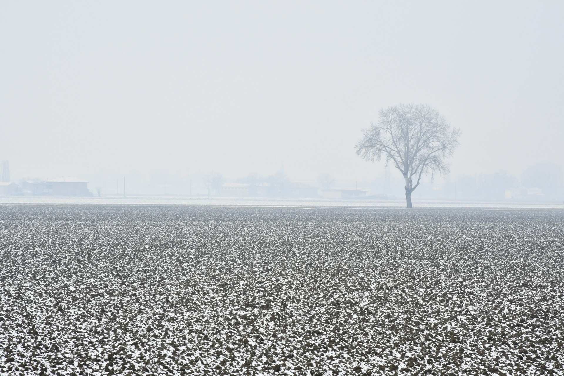 a lone tree in the middle of a field