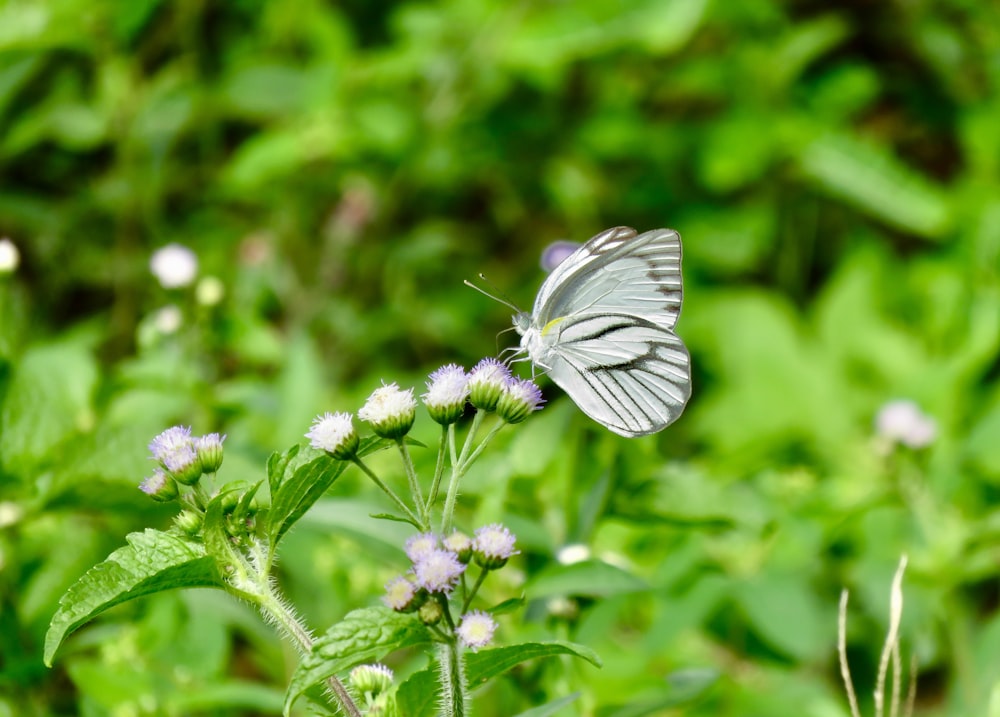 a butterfly sitting on top of a flower in a field