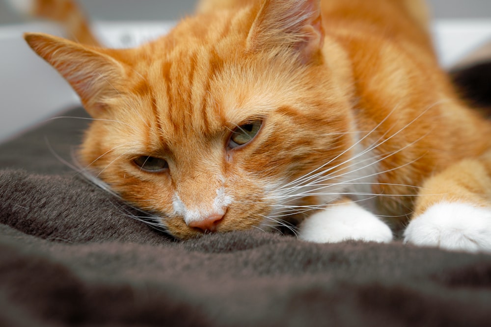 an orange and white cat laying on top of a blanket