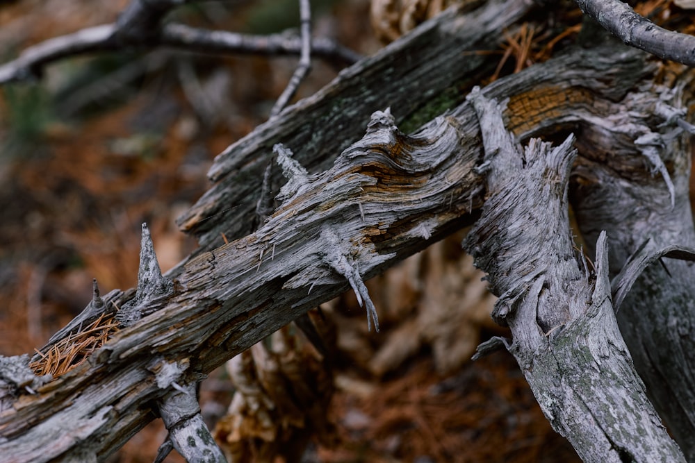 a bird perched on a tree branch in the woods