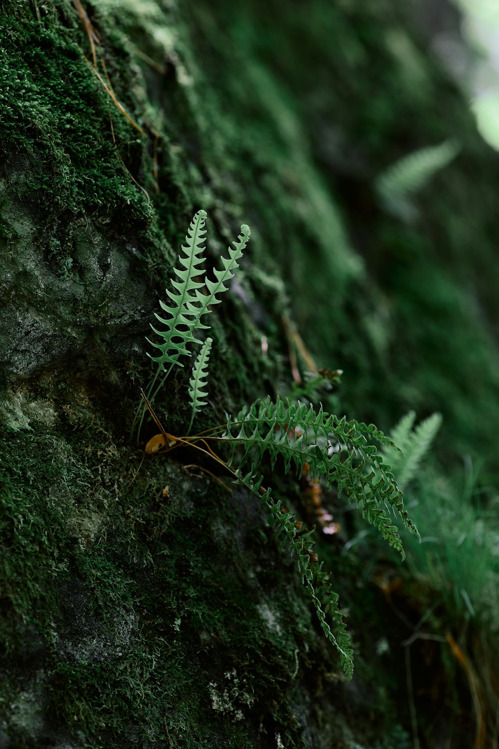 a fern is growing on a mossy rock