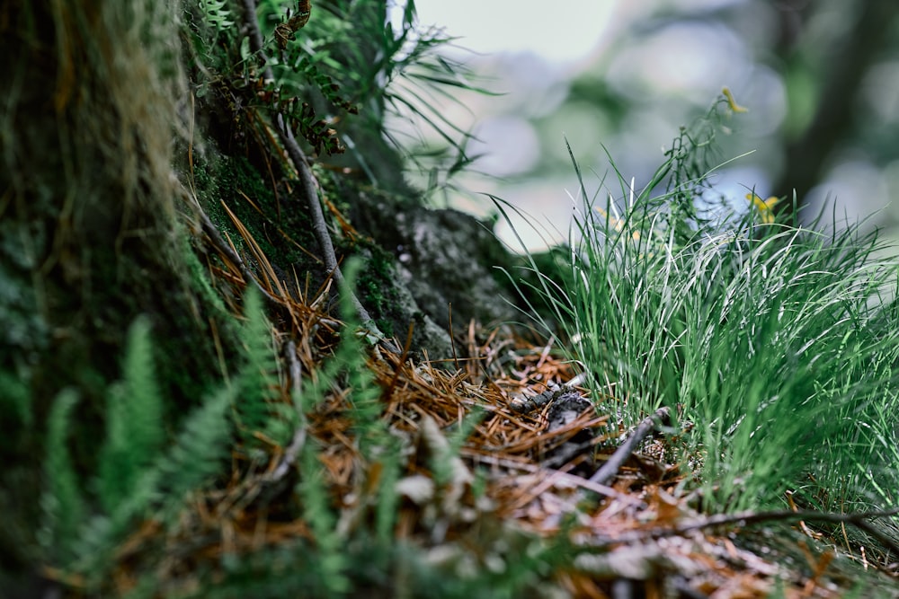 a close up of a tree trunk with grass growing out of it